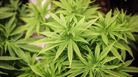 Cannabispflanzen (ca. 4 Wochen alt) in ihrer Wachstumsphase stehen in einem Aufzuchtszelt unter künstlicher Beleuchtung in einem Privatraum. Der Bundesrat hatte am 22. März den Weg zur Teil-Legalisierung von Cannabis zum 1. April freigemacht.