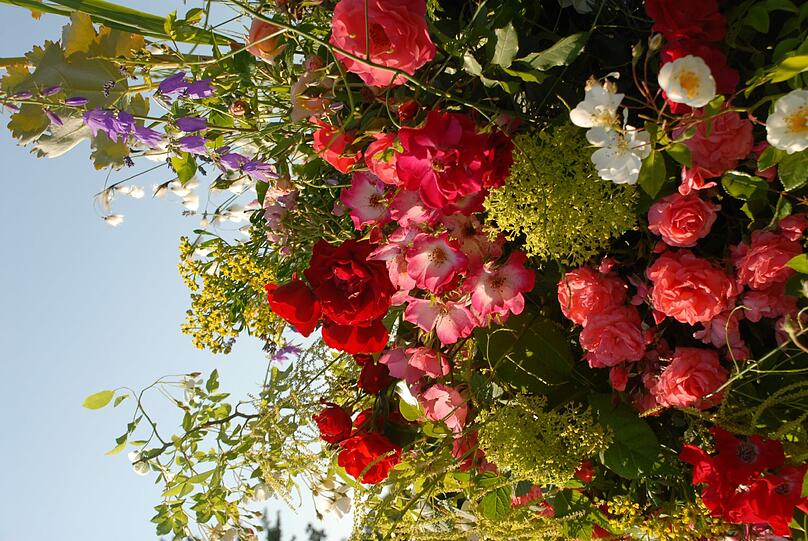 Die Rosenschau zeigt die vielen Facetten dieser Blume.