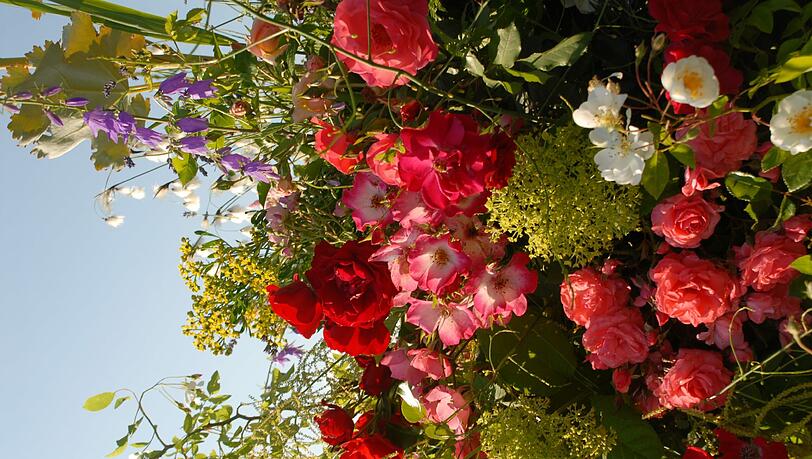Die Rosenschau zeigt die vielen Facetten dieser Blume. Die Rosenschau zeigt die vielen Facetten dieser Blume.