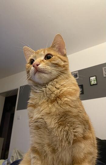 Mogli