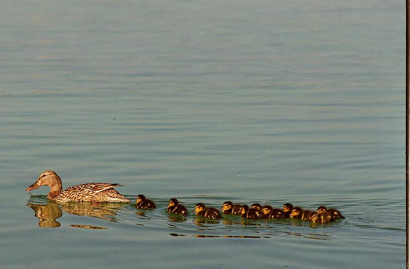 Ob die Jungen der Feuerwehr-Ente auch bald schwimmen lernen? (Motivbild)
