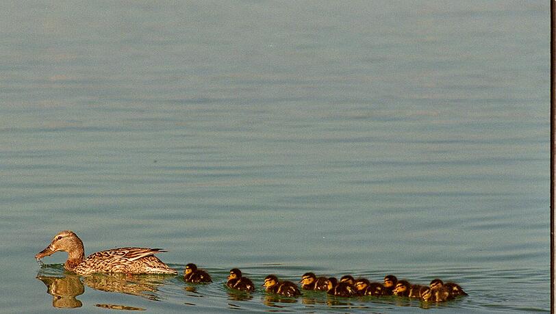 Ob die Jungen der Feuerwehr-Ente auch bald schwimmen lernen? (Motivbild) Ob die Jungen der Feuerwehr-Ente auch bald schwimmen lernen? (Motivbild)