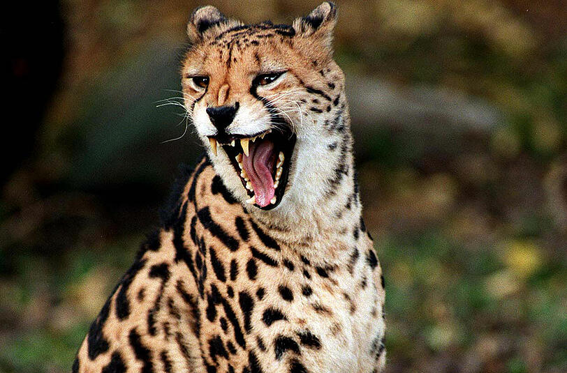 Aus dem Salzburger Zoo sind zwei Geparden entkommen - inzwischen wurden sie wieder gefasst. (Symbolbild)