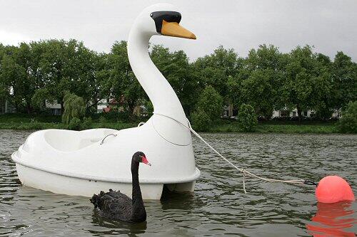 So kannte man das Paar: Trauerschwan Petra und das Tretboot
