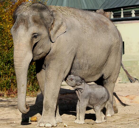 Diese Bilder zeigen Lola kurz nach ihrer Geburt im Tierpark Hellabrunn.