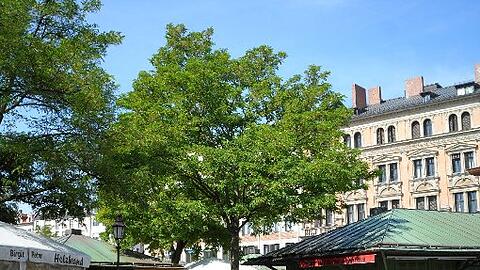 Ein Plätzchen unter der Sonne: Am Viktualienmarkt sind Münchens Feinschmecker an der richtigen Adresse.