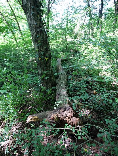 Dieser Baum stürzte oplötzlich um und verletzte den Buben am Kopf.