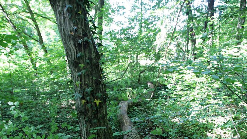Dieser Baum stürzte oplötzlich um und verletzte den Buben am Kopf. Dieser Baum stürzte oplötzlich um und verletzte den Buben am Kopf.