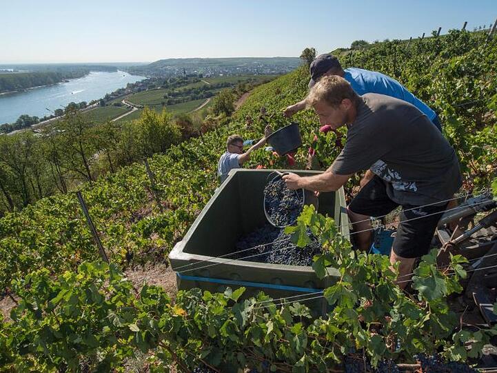 Nach einer überdurchschnittlich guten Ernte haben die Winzer in Deutschland im ersten Quartal mehr Wein exportiert.