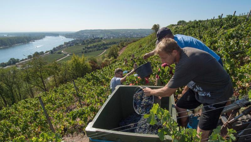 Nach einer überdurchschnittlich guten Ernte haben die Winzer in Deutschland im ersten Quartal mehr Wein exportiert.