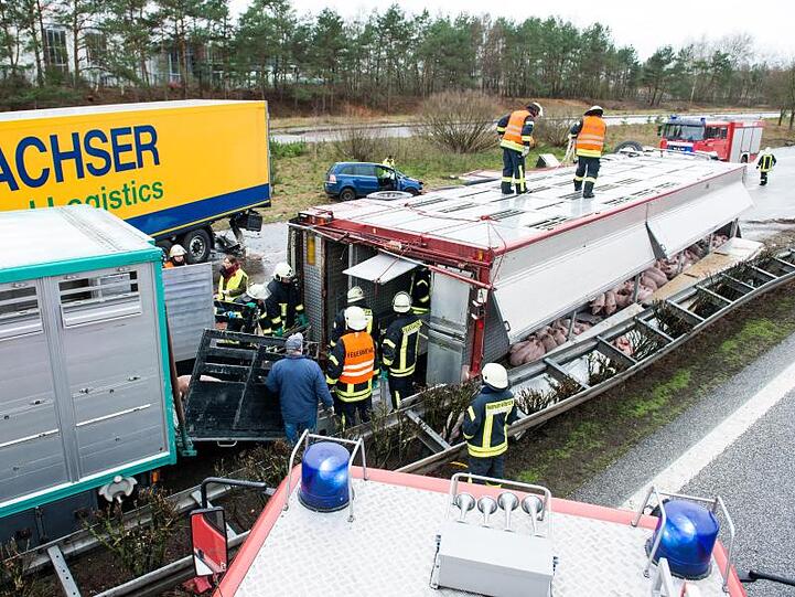 Feuerwehrleute an dem verunglückten Viehtransporter. Bei der Karambolage mit mehreren Fahrzeugen sind drei Menschen gestorben. Auch einige der Ferkel verendeten bei dem Unfall.