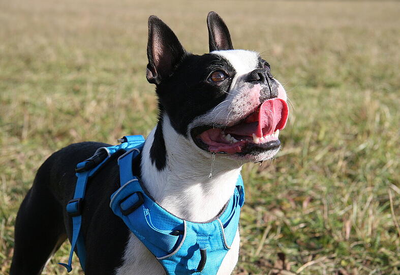Louie Littlefoot