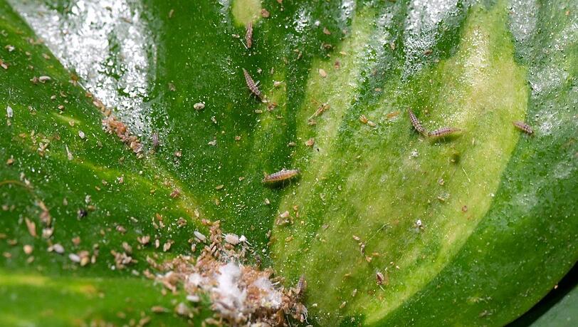 Auf die Plätze - fertig - fressen! Hungrige Florfliegenlarven stürzen sich auf Wollläuse. Gibt's nichts anderes, fressen sie sich auch gegenseitig. Auf die Plätze - fertig - fressen! Hungrige Florfliegenlarven stürzen sich auf Wollläuse. Gibt's nichts anderes, fressen sie sich auch gegenseitig.