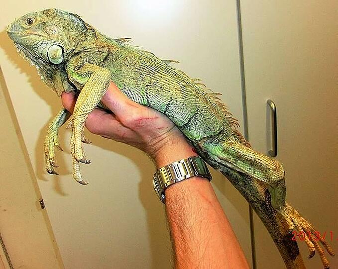 Nur noch Haut und Knochen: der Grüne Leguan. Ein großes Wasserbecken im Terrarium hat ihn vor dem Verdursten gerettet.