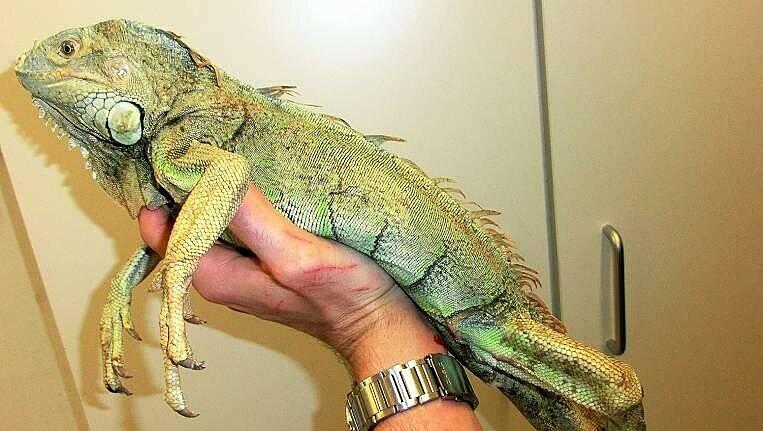 Nur noch Haut und Knochen: der Grüne Leguan. Ein großes Wasserbecken im Terrarium hat ihn vor dem Verdursten gerettet. Nur noch Haut und Knochen: der Grüne Leguan. Ein großes Wasserbecken im Terrarium hat ihn vor dem Verdursten gerettet.