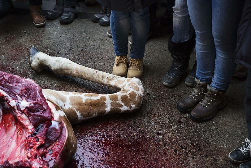 Weltweite Entrüstung: Im Zoo in Kopenhagen wurde eine gesunde Giraffe getötet und dann an die Löwen verfüttert. Die Bilder.
