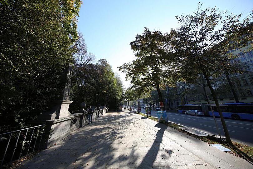 Entlang der Prinzregentenstraße drohen alte Bäume zu fallen.