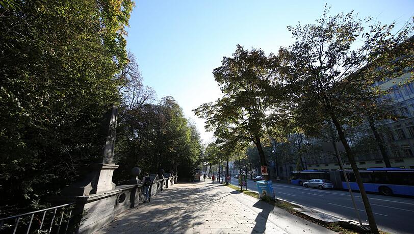 Entlang der Prinzregentenstraße drohen alte Bäume zu fallen. Entlang der Prinzregentenstraße drohen alte Bäume zu fallen.