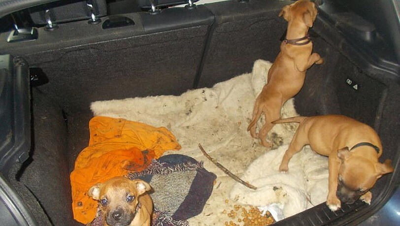 Stundenlang im Auto eingesperrt, verwahrlost und schlecht versorgt. Die Polizei stellte die drei Hundewelpen sicher. Stundenlang im Auto eingesperrt, verwahrlost und schlecht versorgt. Die Polizei stellte die drei Hundewelpen sicher.