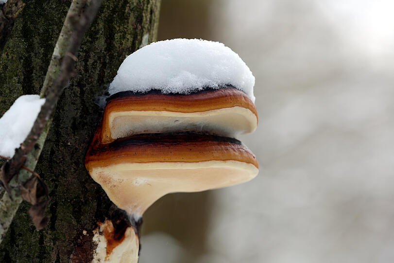 Winterzauber I: ein Baumschwammerl mit weißer Mütze.