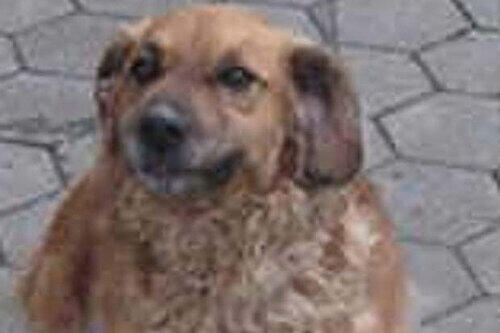 Horror-Hund Wastl wurde eingeschläfert.