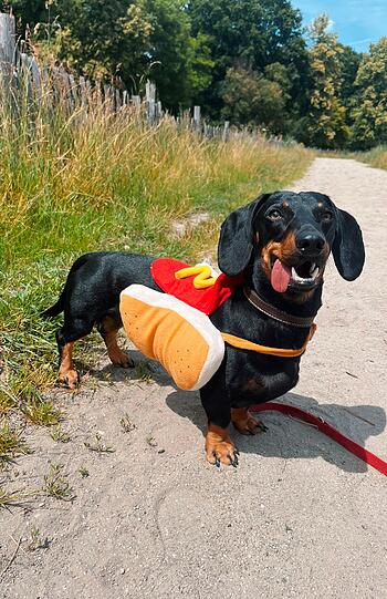 Pauli: Man würde meinen dass Hotdogs deftig sind aber in diesem Fall sind sie unendlich süß. Pauli hat nach Beschlagnahmung eines illegalen Welpenhändlers seinen Weg übers Tierheim sehr spontan zu uns gefunden und damit unsere Welt auf den Kopf gestellt. Ein Herz aus Gold und unendlich viel Liebe mit dabei.