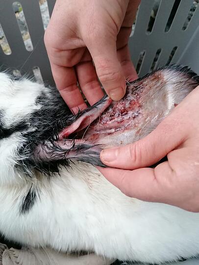Die Tiere sind teilweise verletzt, jetzt werden sie im Münchner Tierheim aufgepäppelt.
