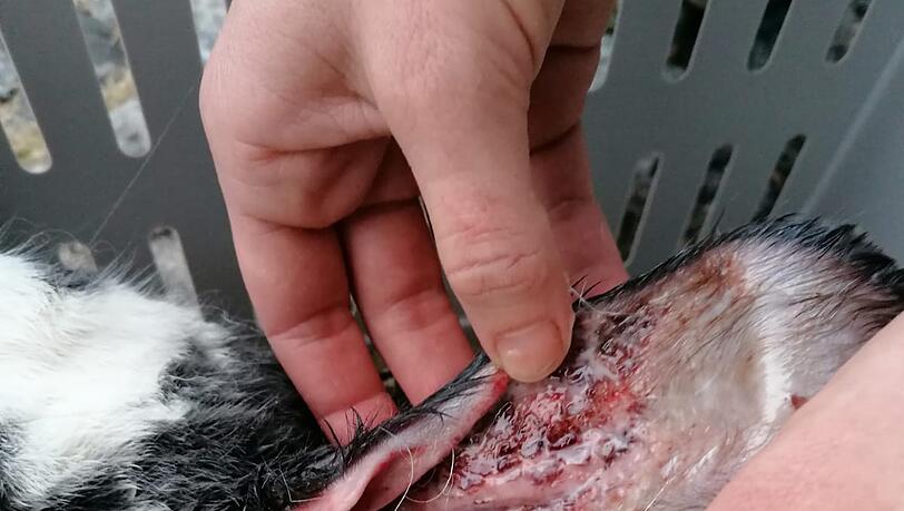 Die Tiere sind teilweise verletzt, jetzt werden sie im Münchner Tierheim aufgepäppelt.