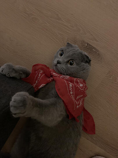 Teddy