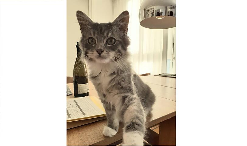 Liloo