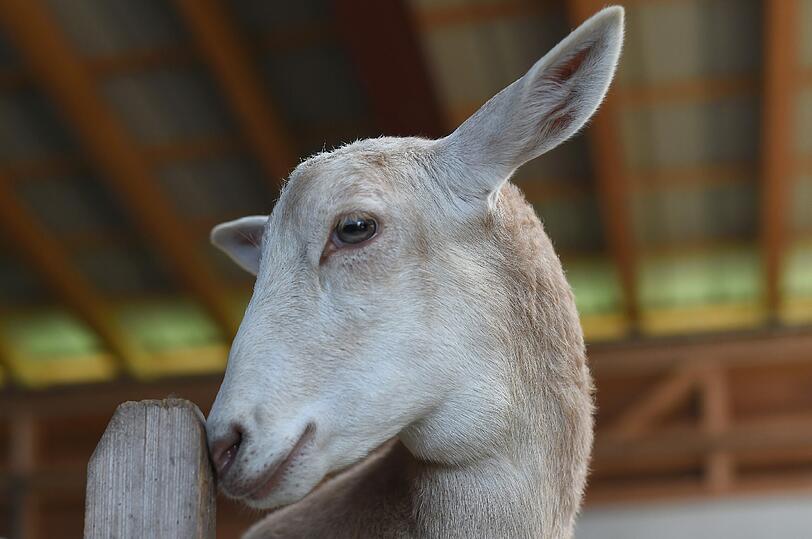 Eine sechs Monate alte Schiege, ein Mischwesen aus Schaf und Ziege, steht in einem Schafstall in Deiderode bei Göttingen (Niedersachsen).