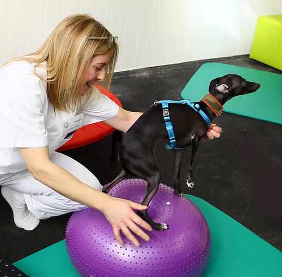 Das italienische Windspiel Bambi brach sich als Welpe eine Schulter. Nach erfolgter OP war ein Bein kürzer als die anderen. Mit physiotherapeutischen Maßnahmen wird sie bald wieder auf allen Vieren laufen können. Dr. Barbara Esteve macht mit Bambi eine Übung auf der Hundewippe.