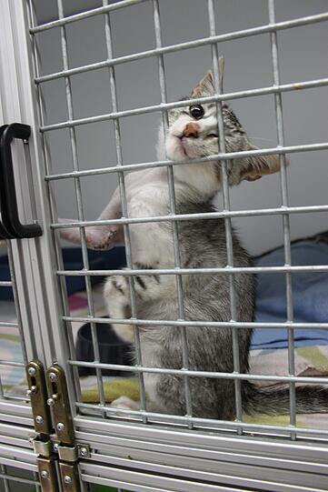 Kätzchen Hunday landete mit verletzer Vorderpfoteim Tierheim.