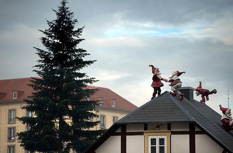Der Dresdner Weihnachtsbaum für dieses Jahr.