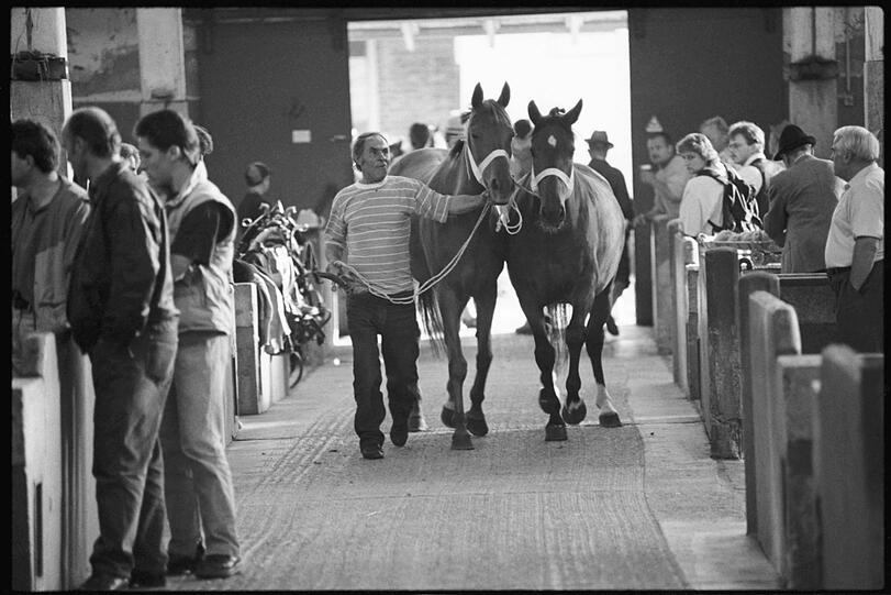Horsewalk: Auf der Vorführbahn wurden die Tiere präsentiert.