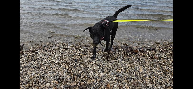 Mein Hund Dany ist der Beste, weil er schon seit Tagen versucht, die Steine vom Starnberger See herauszuholen. Er ist zwar erst 9 Monate halt, aber in dieser Zeit haben wir ihm einiges schon beigebracht. Die Steine aus dem Starnberger See zu fischen hat er sich selber beigebracht.