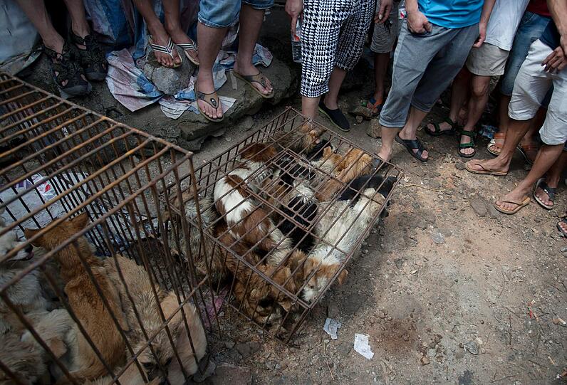 Die gefangenen Hunde in Yulin.