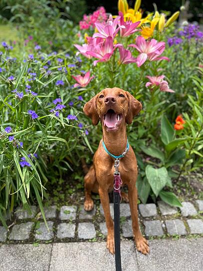 Indi: Unsere ganze Familie ist in Schottland und Indi bringt uns dazu, mit anderen Hundefreunden zu reden und spazieren zu gehen. Sie ist unglaublich liebevoll und bringt uns ständig mit ihren Streichen zum lachen.