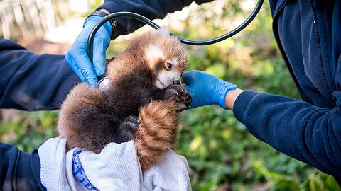 Der kleine Panda musste sich jüngst einer ersten tierärztlichen Untersuchung unterziehen.