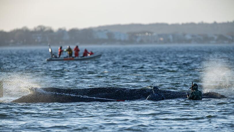 Das Schicksal des Wals wird auch international verfolgt. Das Schicksal des Wals wird auch international verfolgt.