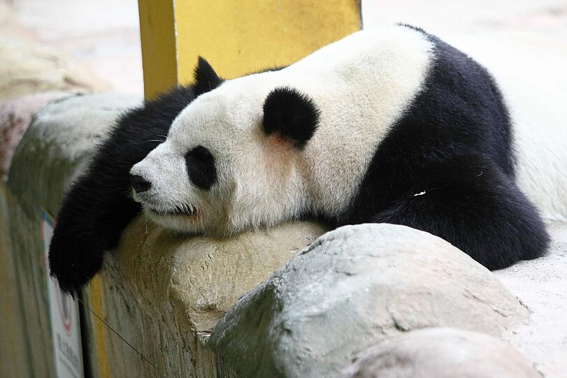 Pandas sind nachtaktiv. Bei Tag schlafen sie in hohlen Baumstämmen, Felsspalten, Höhlen - oder wie hier im Hangzhou Zoo in China.