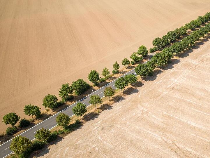 Alleebäume bilden im Sommer 20118 den einzigen grünen Farbtupfer zwischen trockenen, abgeernteten Feldern.