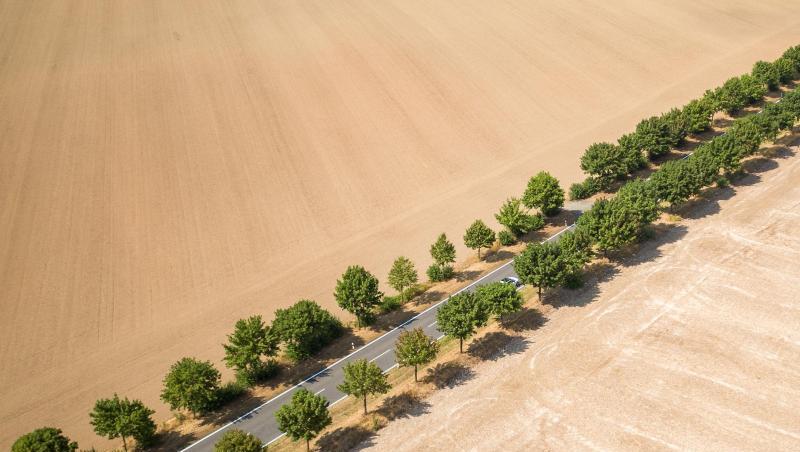 Alleebäume bilden im Sommer 20118 den einzigen grünen Farbtupfer zwischen trockenen, abgeernteten Feldern. Alleebäume bilden im Sommer 20118 den einzigen grünen Farbtupfer zwischen trockenen, abgeernteten Feldern.