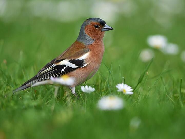 Ein männlicher Buchfink (Fringilla coelebs) sitzt am Bodensee auf einer Wiese. Foto: Felix Kästle/Archiv
