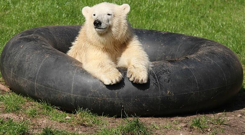 Pose im Autoreifen: Vor drei Jahren sonnte sich Flocke noch im Nürnberger Eisbären-Gehege, wo jetzt...