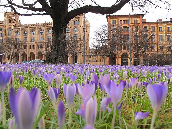 Krokusse an der Maximilianstraße bringen Frühlingsgefühle ins Viertel.