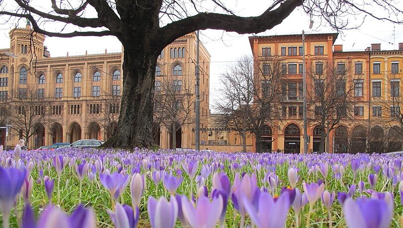 Krokusse an der Maximilianstraße bringen Frühlingsgefühle ins Viertel. Krokusse an der Maximilianstraße bringen Frühlingsgefühle ins Viertel.