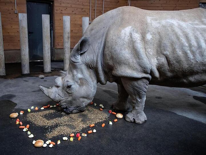 Natala ist die älteste Nashorn-Dame Deutschlands.