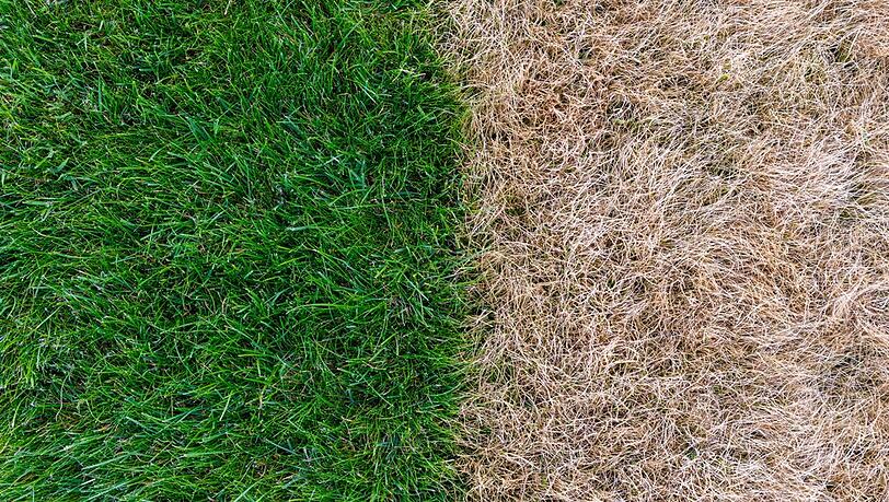 Saftiges Gras Mit diesen Tipps bleibt der Rasen im Sommer grün