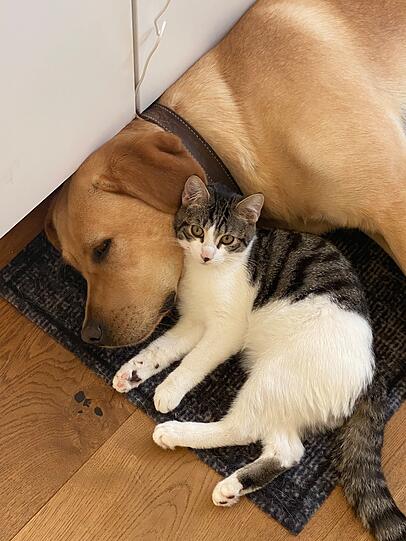Labrador-Hündin Layla und Hauskater Sammy